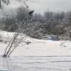 Winter and the frost covered plants