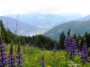 alpine-medow-view-to-zeller-see