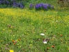 an-alpine-medow-near-sonnkogel