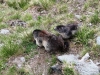 marmots-by-pasterze-glacier