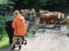 meet-cows-on-a-family-hiking-trail