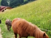 prepare-to-meet-others-on-alpine-hiking-trails