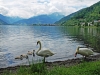 swan-family-by-zeller-see