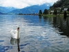 swan-on-zeller-see-north-end