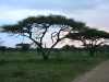 akaasiapuita-serengetin-aamussa-tansaniassa-2008.jpg