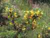 kukkiva-havupensas-arthurs-seatilla-edingburghissa