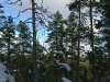 Finnish forest view in Nuuksio