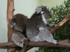 koalakaverukset-sydneyssa-2007.jpg
