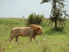 leijonauros-serengetissa.jpg