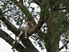leopardi-akaasiapuussa-serengetissa.jpg