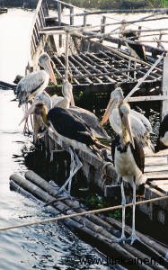 kam-pelikaanit-siem-reapin-kelluvassa-kylassa-2001