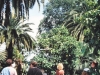 Mainaun saaressa 1990