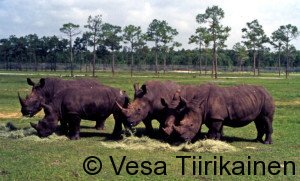 USA-Sarvikuonot Floridassa 84_1_1