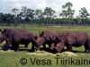 USA-Sarvikuonot Floridassa 84_1_1