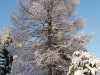 frosty tree at our courtyard helsinki