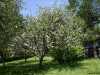 apple trees blossoming in our garden