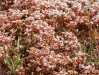 flowers gotland sweden