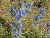 more flowers in gotland