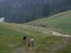 sheep in zakopane poland