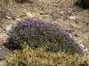 flowers and bees white mountains crete