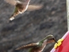 Kolibrit syöttölaitteella Palm Canyonissa