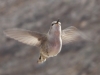Kolibri lennossa