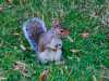 but the squirrels of hyde park never change