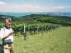 waiheke-saaren-viinitiloilla