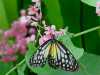 butterfly-parkissa-on-kaunista
