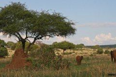 Safari! - mammals of Tanzania