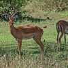 Grant-s gazalles in Tarangire.