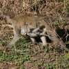 vervet monkey mother with her infant.