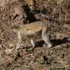 vervet monkey