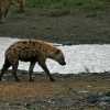 Spotted hyenas in the rain in Serengeti