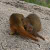 Dwarf mongoose in Serengeti