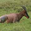 topi resting in Serengeti