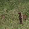 striped mongoose