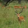 impala male with his harem in Serengeti