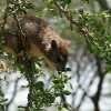 Tree hyrax