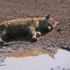 spotted hyena resting on the road in Ngorongoro