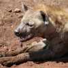 spotted hyena resting