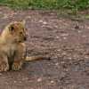 lion cub in the morning Serengeti