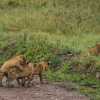 Lion cubs having their morning play in Serengeti