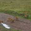 offspring of three lionesses in Serengeti