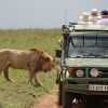 male lion approaching car in serengeti