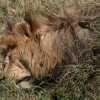 male lion taking afternoon snap