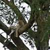 leopard in a tree