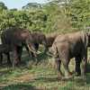 mother elephant feeding her youngling in manyara
