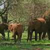 Baby elephants with their mothers in Tarangire