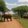 mother elephant guiding her baby across the road